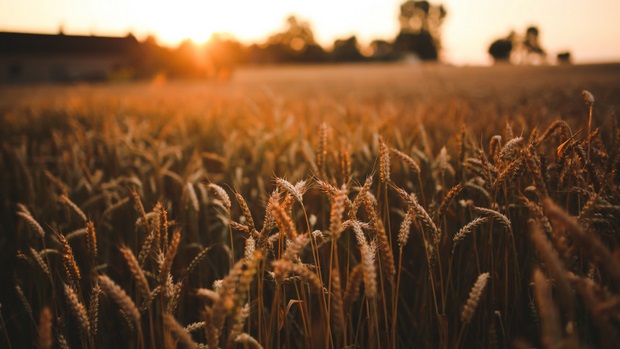 Sed Contra: Learning to&nbsp;Listen